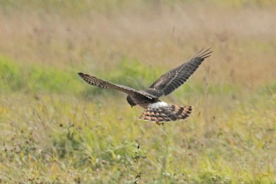 Northern Harrier
