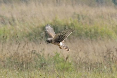 Northern Harrier