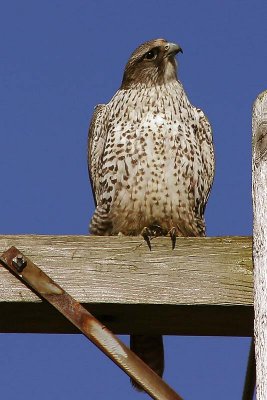 Gyrfalcon
