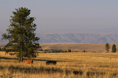 Cattle in Afternoon Sun - Cloverland