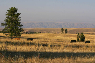Cattle in Afternoon Sun - Cloverland