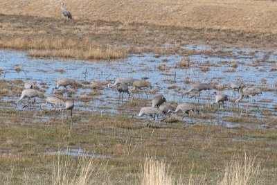 Browsing Sandhill Cranes