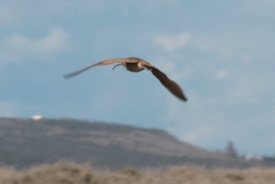 Long-billed Curlew