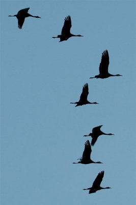 Sandhill Cranes fly out at dusk
