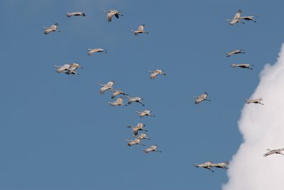 Sandhill Cranes circling for a landing