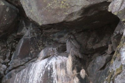 Great-horned Owl roosting in rock cave