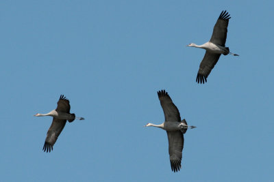 Sandhill Cranes circling for landing