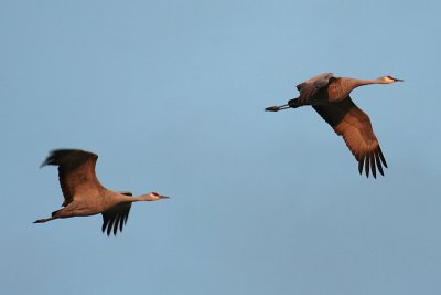 Sandhill Cranes fly out at sunset