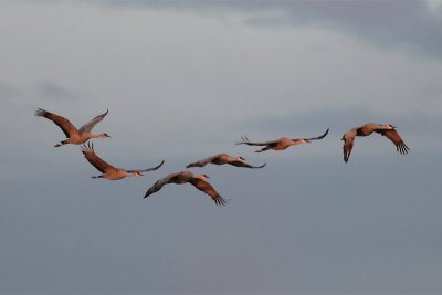 Sandhill Cranes fly out at sunset