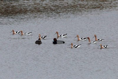 American Avocets and Scaups
