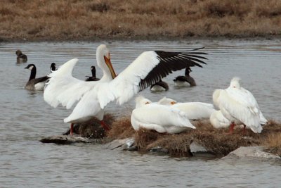 American White Pelicans