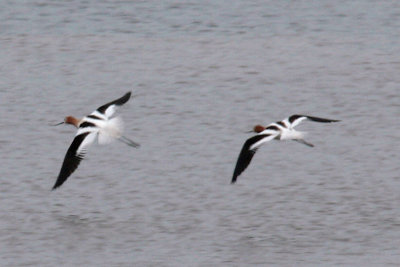 American Avocets