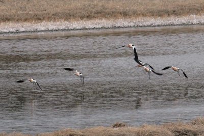 American Avocets