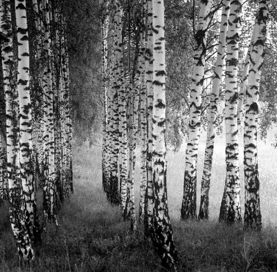 a birch grove