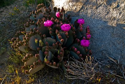 Desert Blooms