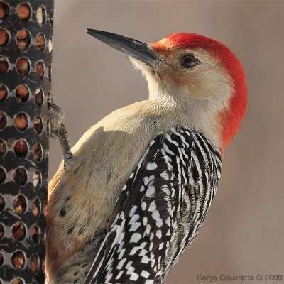 Pic  Ventre Roux  //  Red-Bellied Woodpedcker