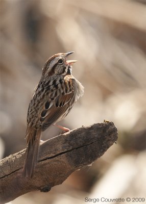 Bruant Chanteur // Song Sparrow