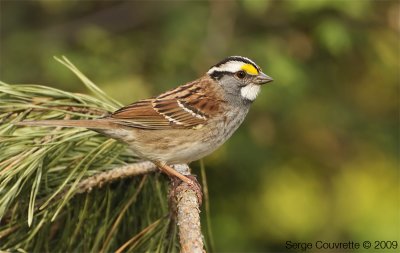 Bruant  Gorge Blanche // White-Throated Sparrow