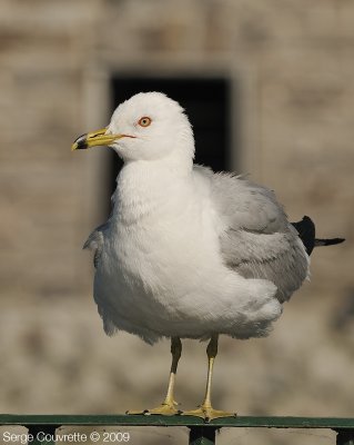 Goland  Bec Cercl // Ring-Billed Gull