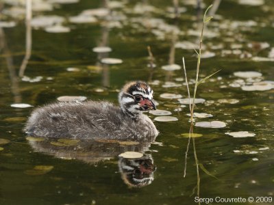 Grbe  Bec Bigarr (Jeune) // Pied-Billed Grebe (young)