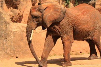 Elephant