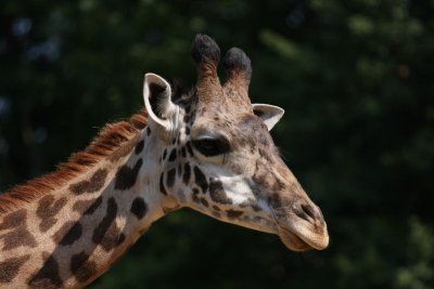 Close-up