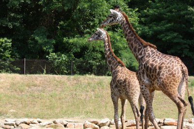 Giraffes