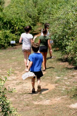 Blueberry picking with the Medinas