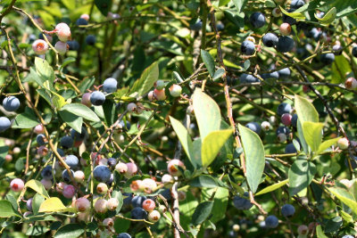 Lots of ripe blueberries
