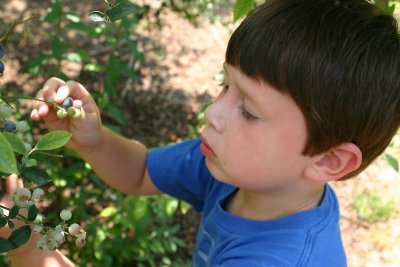 David gets a ripe berry