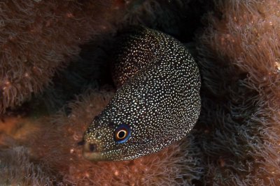 Goldentail eel