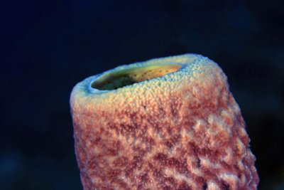 Tube sponge detail
