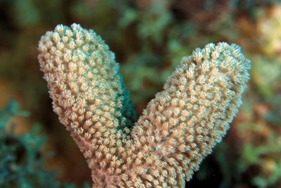 Finger coral