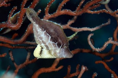 Slender filefish