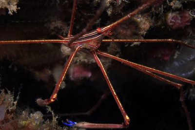 Arrow crab