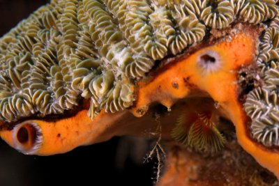 Orange encrusing sponge on coral