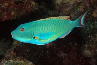 Redtail parrotfish