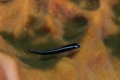 Goby in sponge