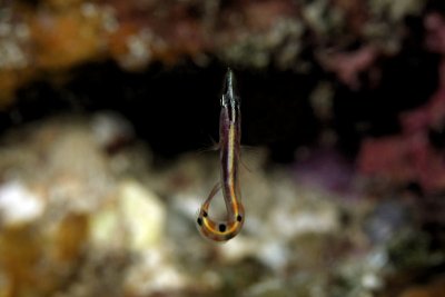 Arrow blenny