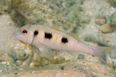 Spotted goatfish