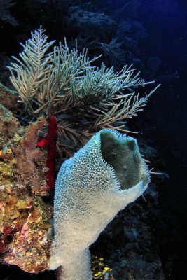 Sponge and coral