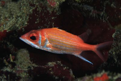 Longjaw wquirrelfish