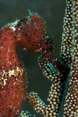 Brown seahorse