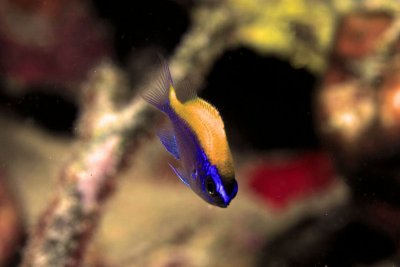 Juvenille sunshinefish