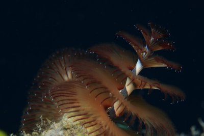 Christmas tree worm