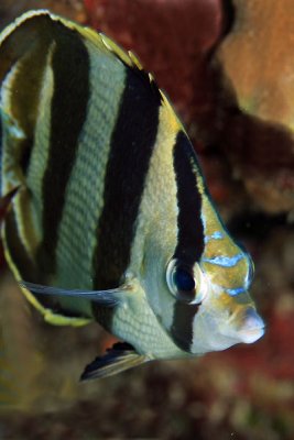 Banded butterflyfish