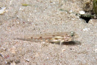 Bridled goby