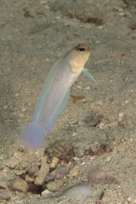 Yellowhead jawfish