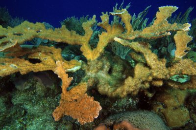 Elkhorn coral