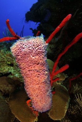 Azure vase sponge and red rope sponge